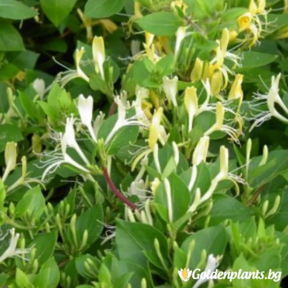 Лоницера Japonica (за жива ограда)