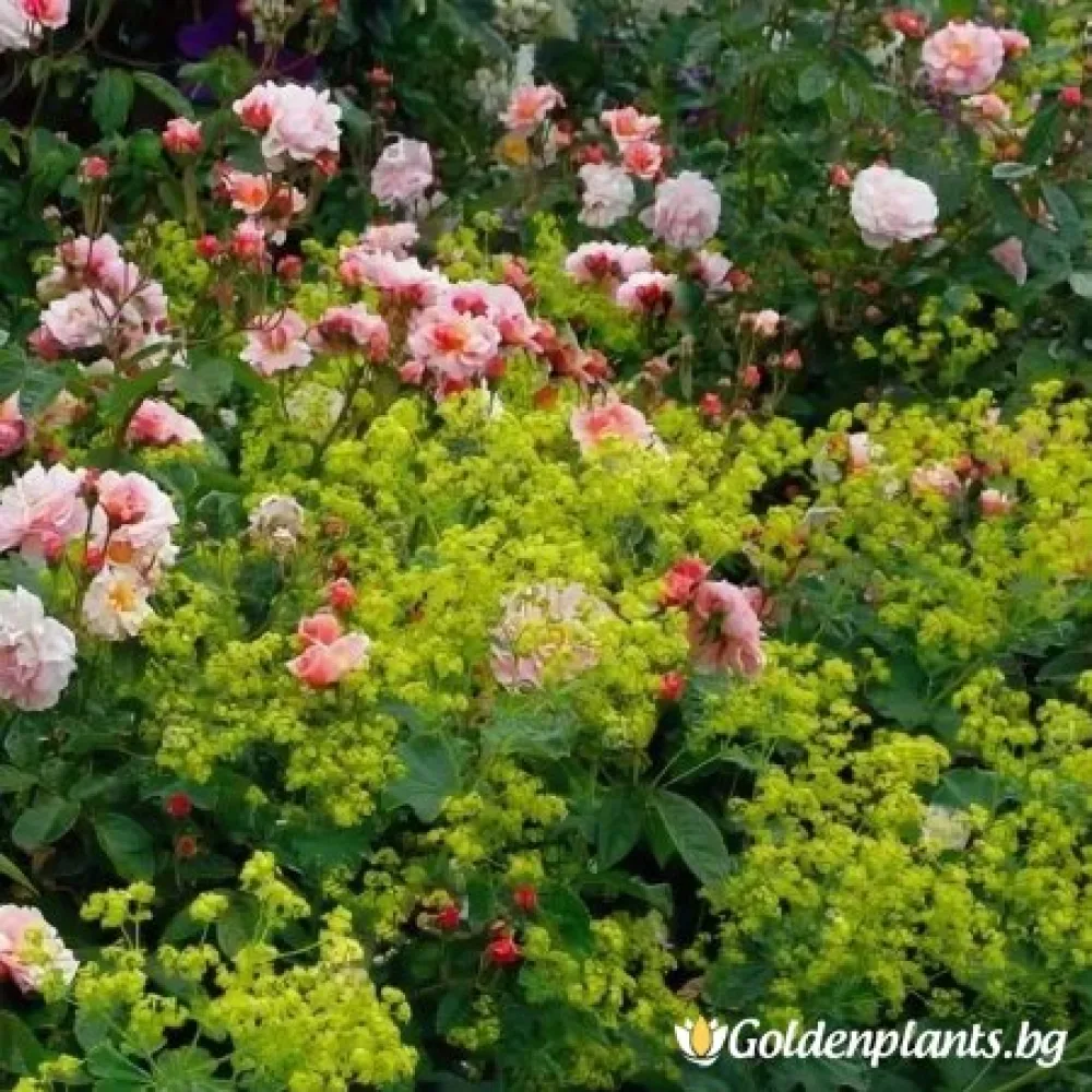 Алхемила, Шапиче Робустика (цъфтящ вид)