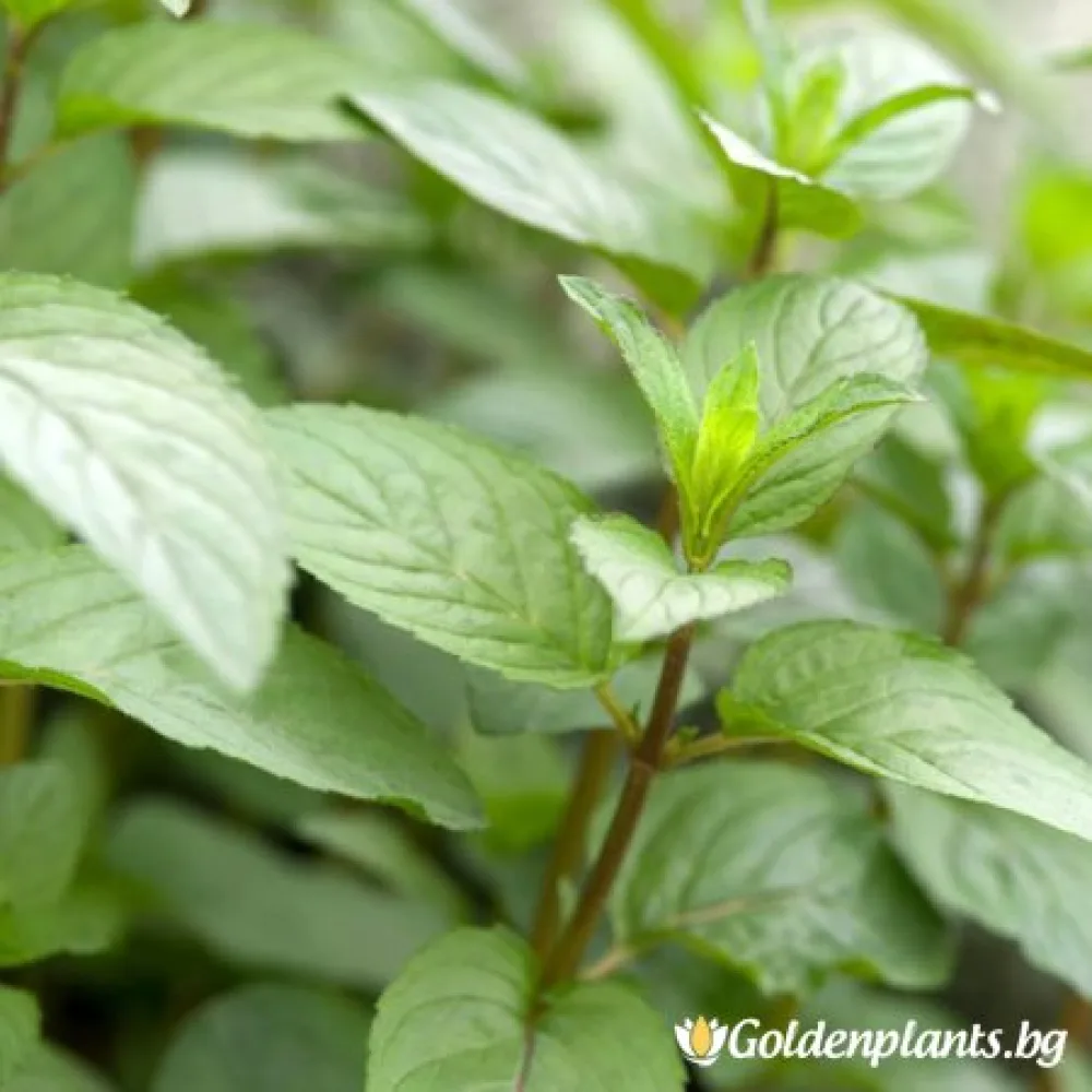 Мента Zitronen Mint (градински вид)