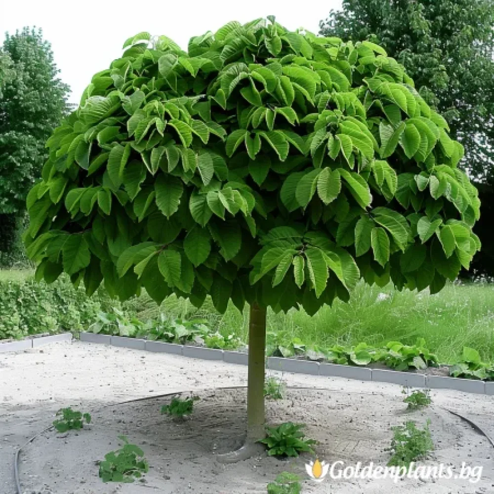 Каталпа Нана 150см (дървесен вид)