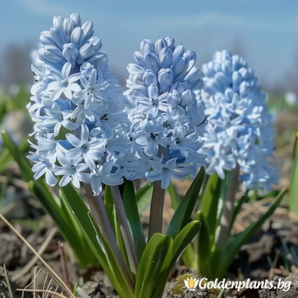 Ливанска Пушкиния (градински вид)