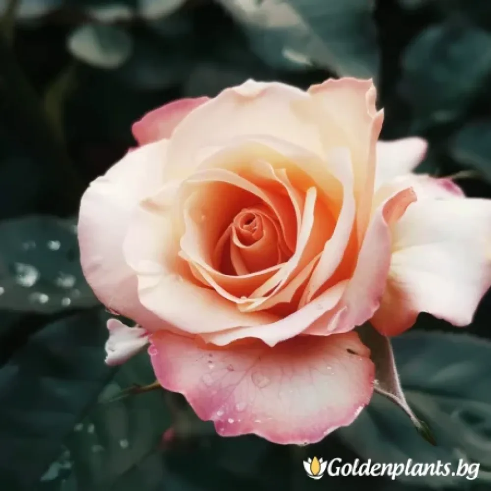 Роза – сорт ‘Салмова Прелест’ (гол корен)