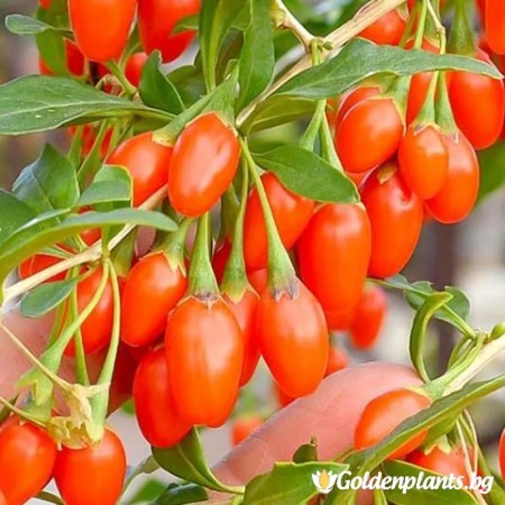 Годжи Бери Korean Big (плодов сорт)
