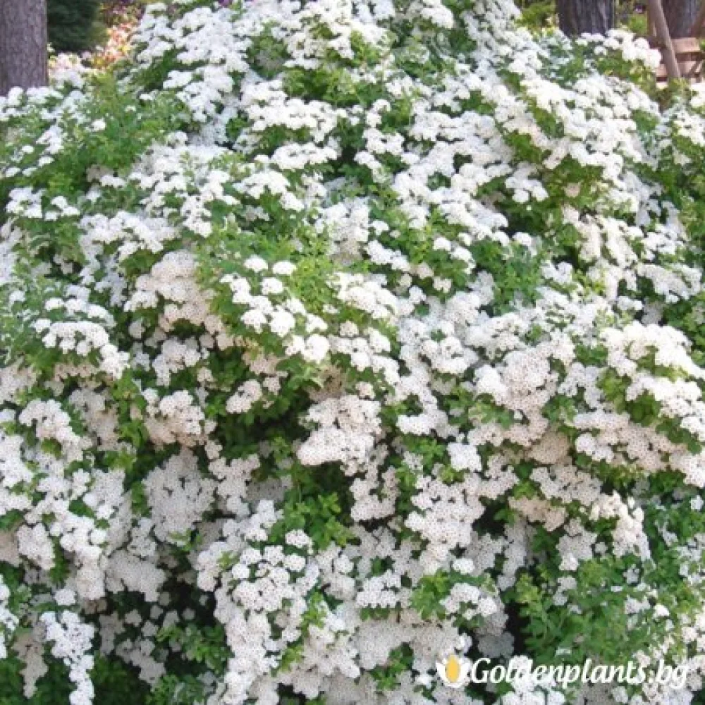 Спирея – сорт ‘Японика Юнска булка’
