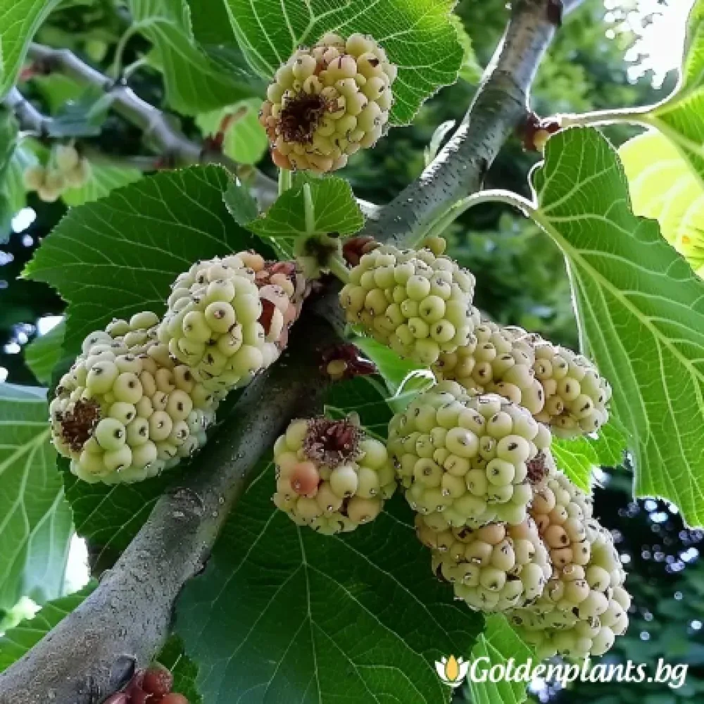 Бяла черница (плодов сорт)