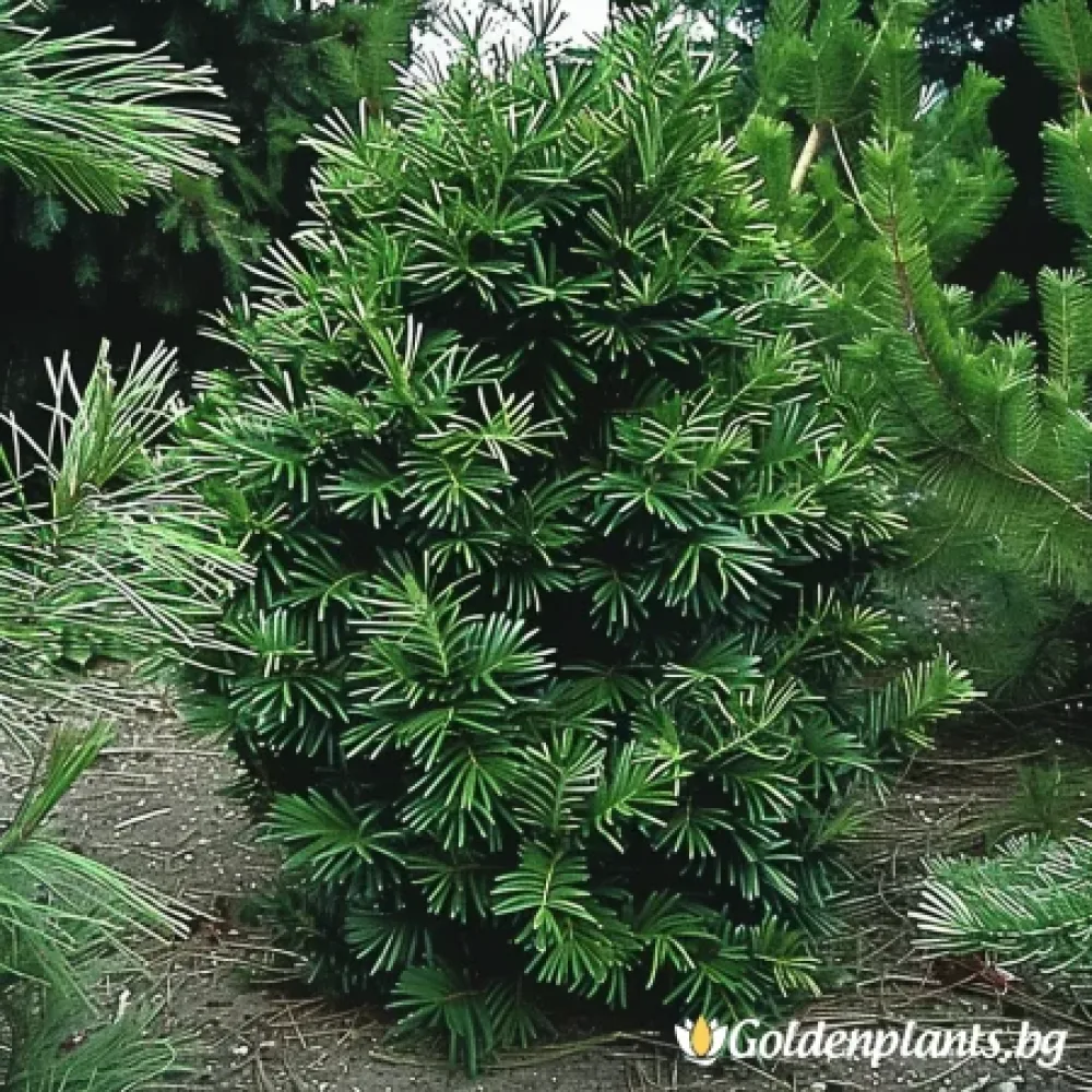 Цефалотаксус – сорт ‘Харингтън’