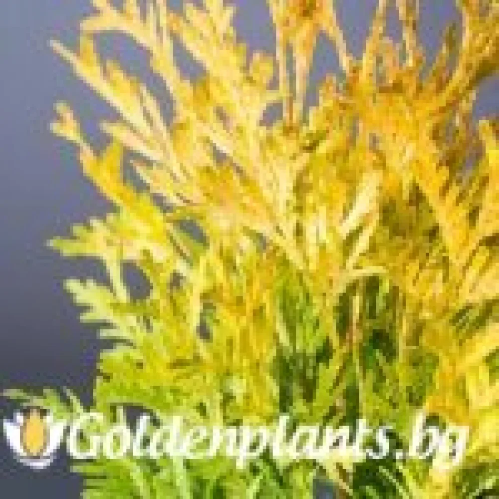 Западна туя Malonyana Aurea (дървесен вид)