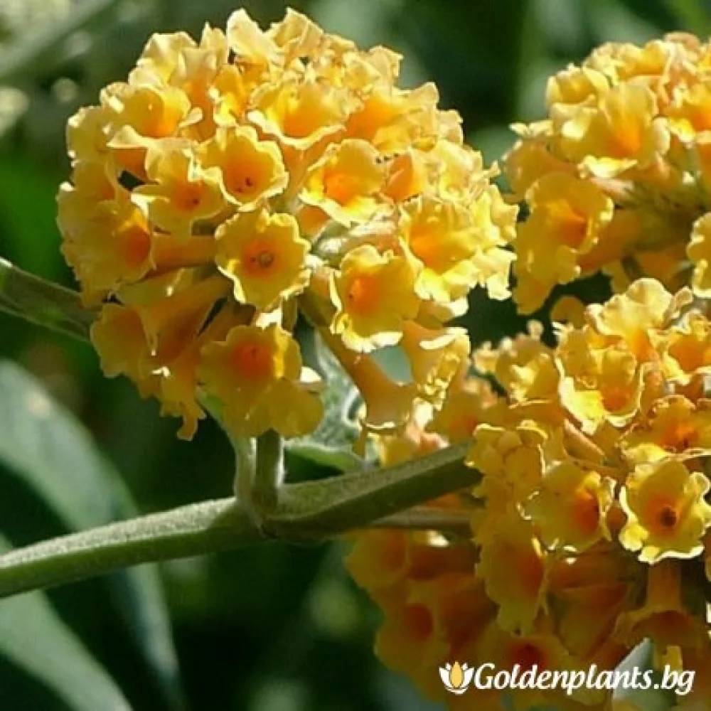 Будлея жълта (дървесен вид)