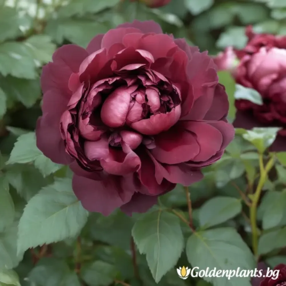 Роза – сорт ‘Тъмна Амброзия’ (гол корен)