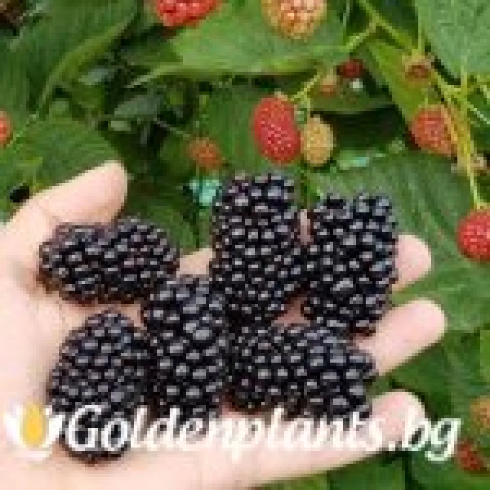 Къпина Уачита (плодов сорт)