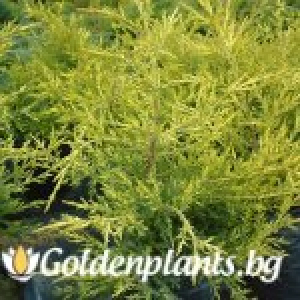 Юниперус Kuriwao Gold (градински вид)