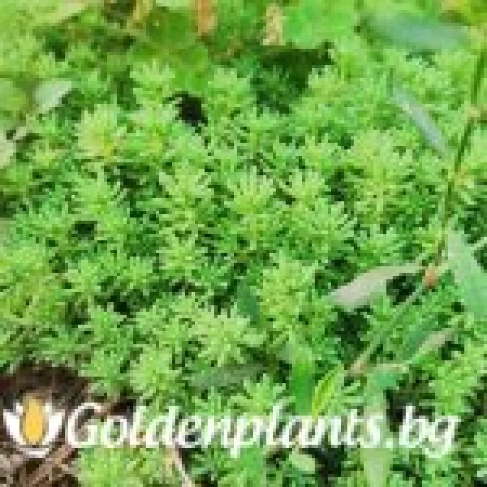 Седум green carpet зелен (градински вид)