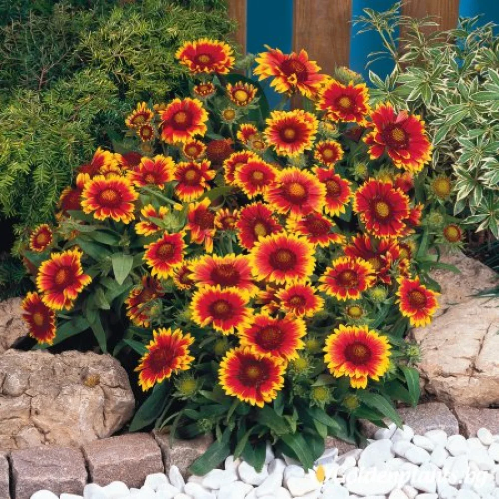 Гайлардия оранжева / Gaillardia (цъфтящ вид)