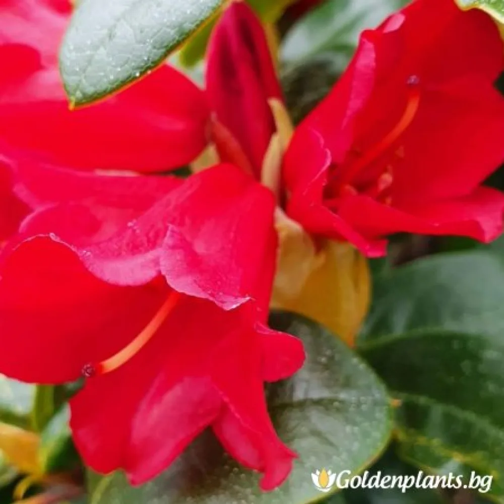 Рододендрон – сорт ‘Бенгалски’
