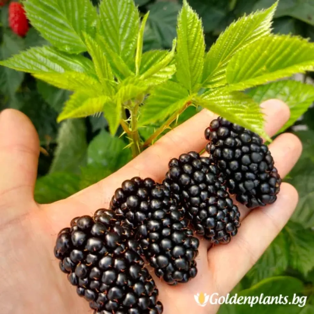 Къпина Глорнива (плодов сорт)