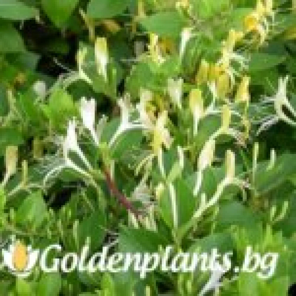 Лоницера Japonica (за жива ограда)