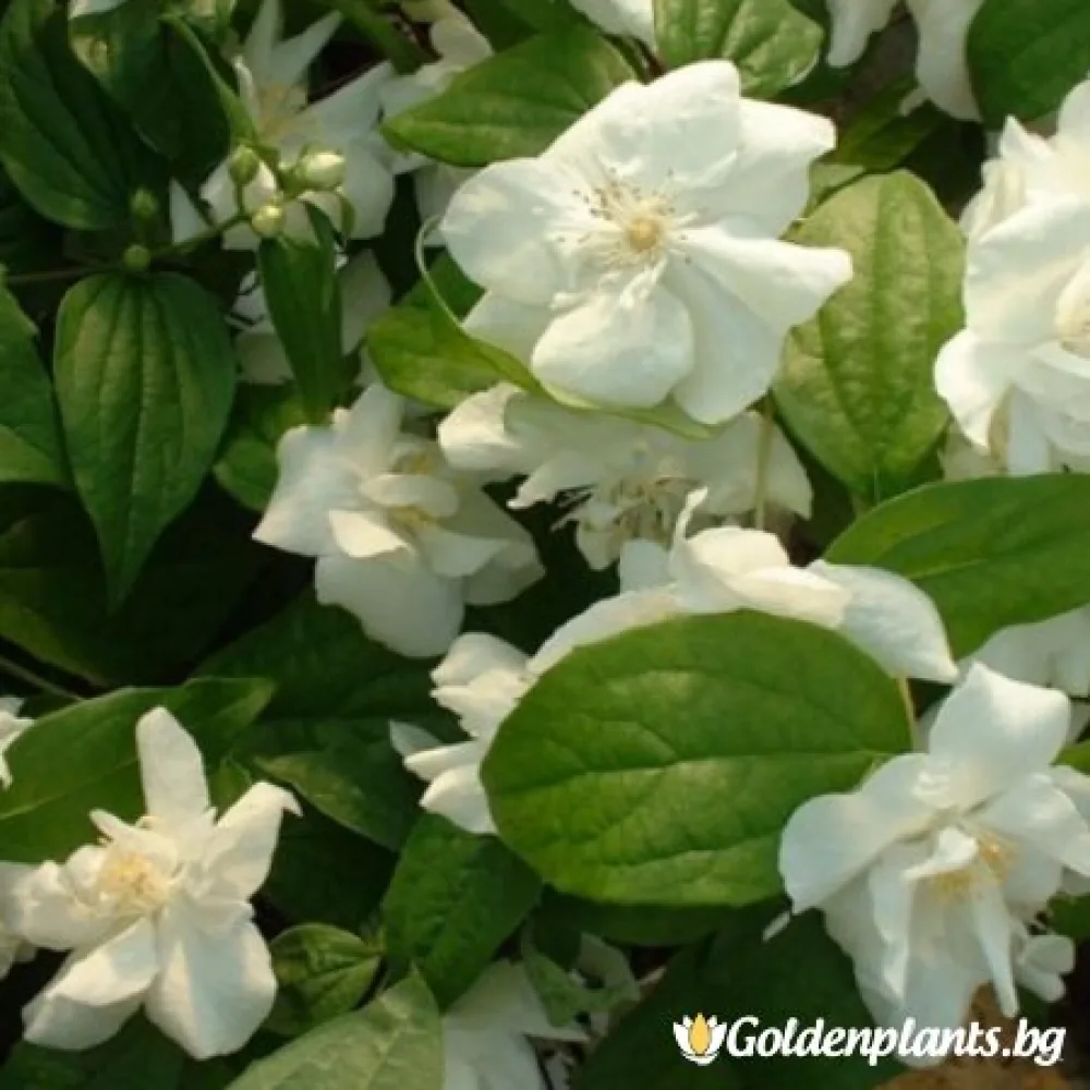 Венечен филаделфус (дървесен вид)