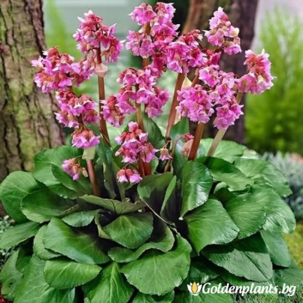 Бергения червена (градински вид)