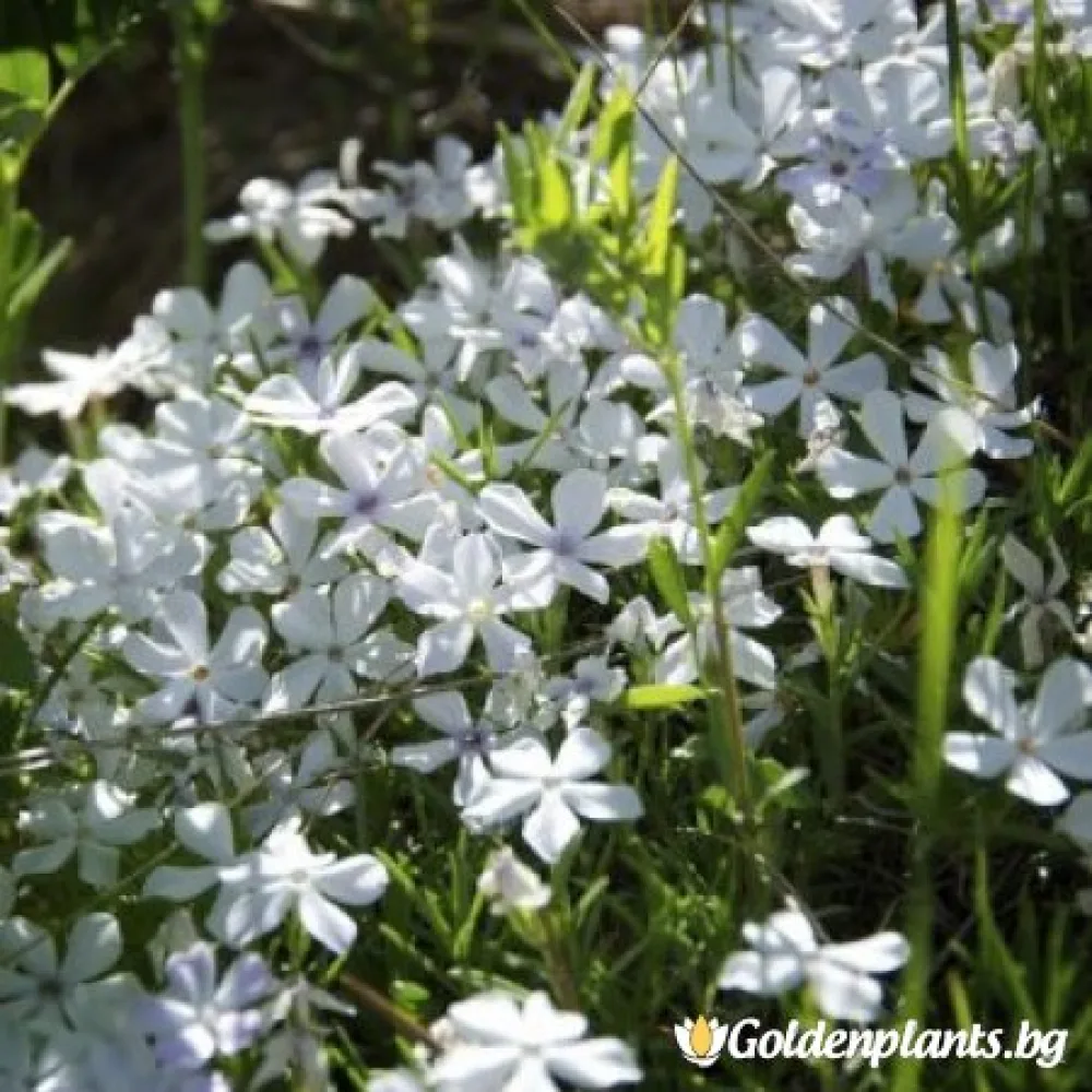 Алпийски Флокс бял (градински вид)