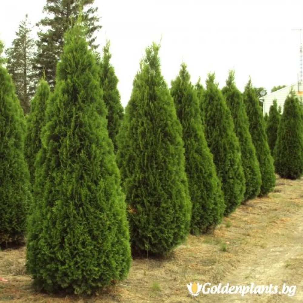 Туя смарагд 5 -10 см (дървесен вид)